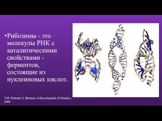 Рибозимы - это молекулы РНК с каталитическими свойствами - ферментов, состоящие из