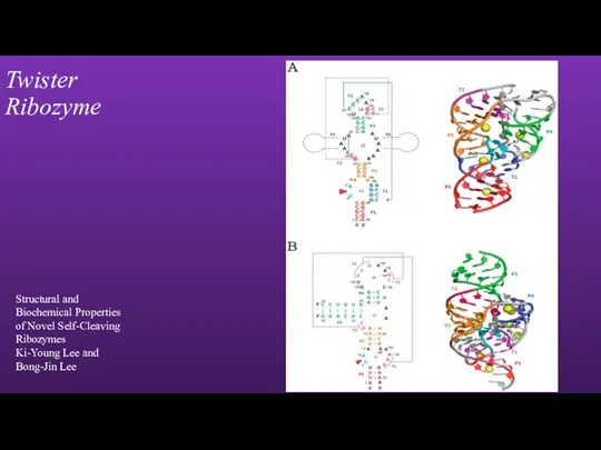 Twister Ribozyme Structural and Biochemical Properties of Novel Self-Cleaving Ribozymes Ki-Young Lee and Bong-Jin Lee