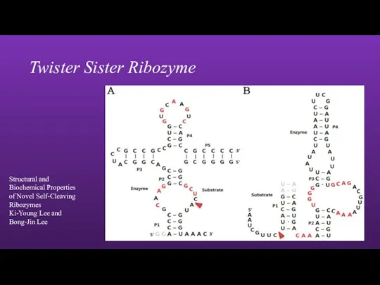 Twister Sister Ribozyme Structural and Biochemical Properties of Novel Self-Cleaving Ribozymes Ki-Young Lee and Bong-Jin Lee