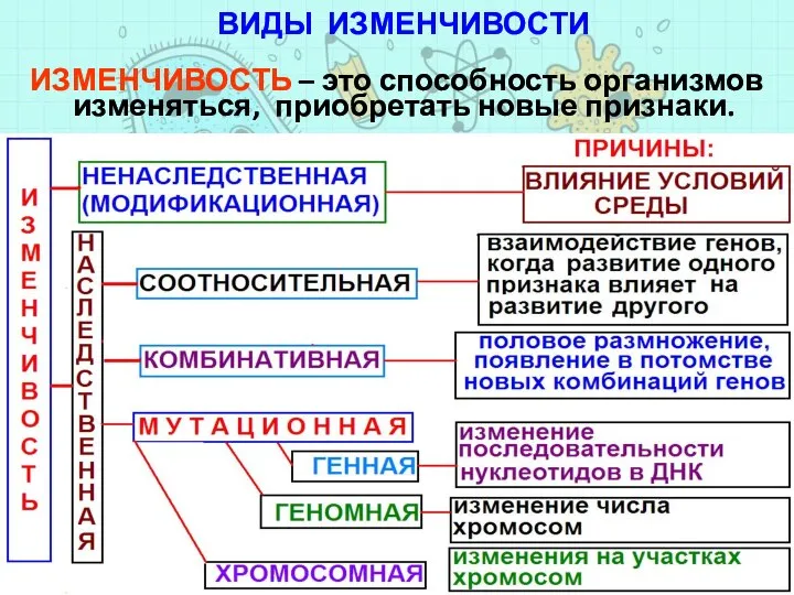 ИЗМЕНЧИВОСТЬ – это способность организмов изменяться, приобретать новые признаки. ВИДЫ ИЗМЕНЧИВОСТИ