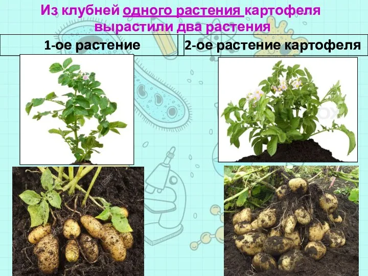 1-ое растение картофеля 2-ое растение картофеля Из клубней одного растения картофеля вырастили два растения