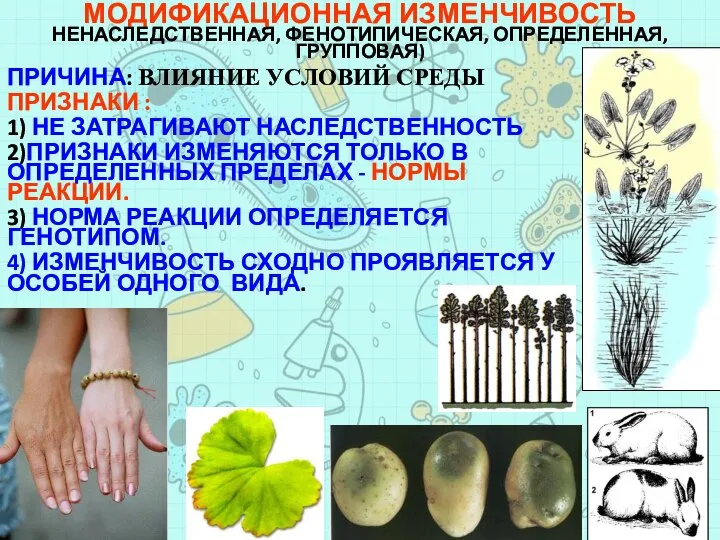 ПРИЧИНА: ВЛИЯНИЕ УСЛОВИЙ СРЕДЫ ПРИЗНАКИ : 1) НЕ ЗАТРАГИВАЮТ НАСЛЕДСТВЕННОСТЬ 2)ПРИЗНАКИ ИЗМЕНЯЮТСЯ