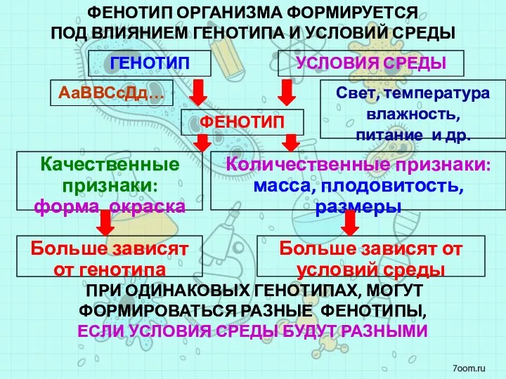 ГЕНОТИП УСЛОВИЯ СРЕДЫ ФЕНОТИП АаВВСсДд… Свет, температура влажность, питание и др. Количественные