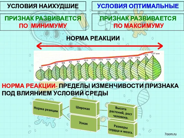 УСЛОВИЯ ОПТИМАЛЬНЫЕ УСЛОВИЯ НАИХУДШИЕ ПРИЗНАК РАЗВИВАЕТСЯ ПО МИНИМУМУ ПРИЗНАК РАЗВИВАЕТСЯ ПО МАКСИМУМУ