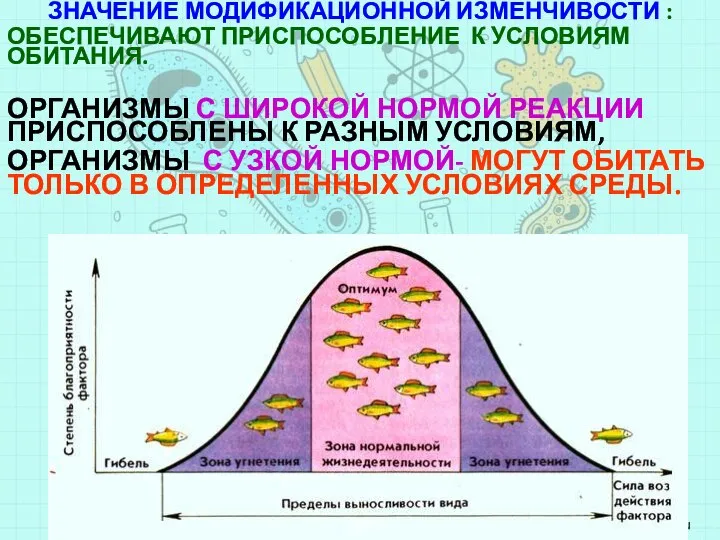 ЗНАЧЕНИЕ МОДИФИКАЦИОННОЙ ИЗМЕНЧИВОСТИ : ОБЕСПЕЧИВАЮТ ПРИСПОСОБЛЕНИЕ К УСЛОВИЯМ ОБИТАНИЯ. ОРГАНИЗМЫ С ШИРОКОЙ