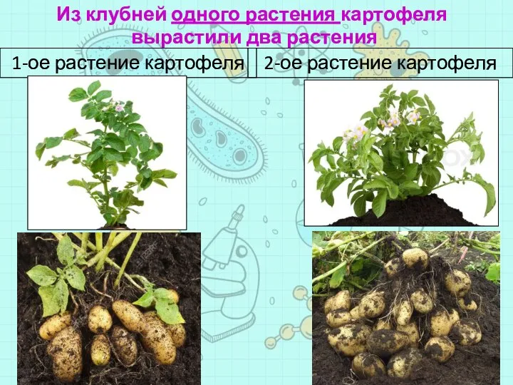 1-ое растение картофеля 2-ое растение картофеля Из клубней одного растения картофеля вырастили два растения