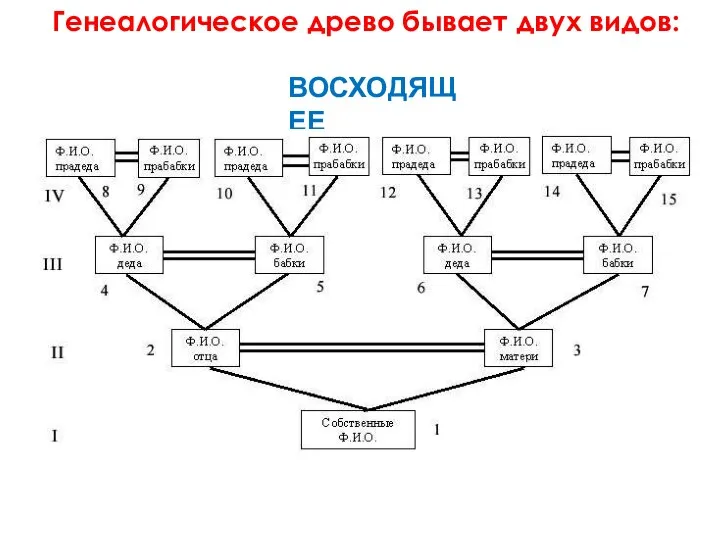 Генеалогическое древо бывает двух видов: ВОСХОДЯЩЕЕ