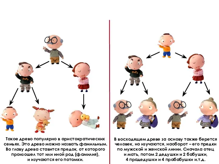 Такое древо популярно в аристократических семьях. Это древо можно назвать фамильным. Во