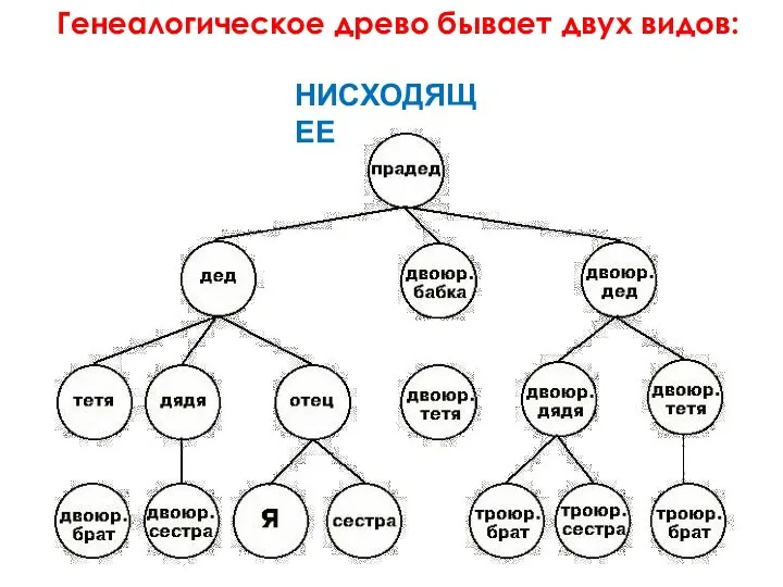 Генеалогическое древо бывает двух видов: НИСХОДЯЩЕЕ