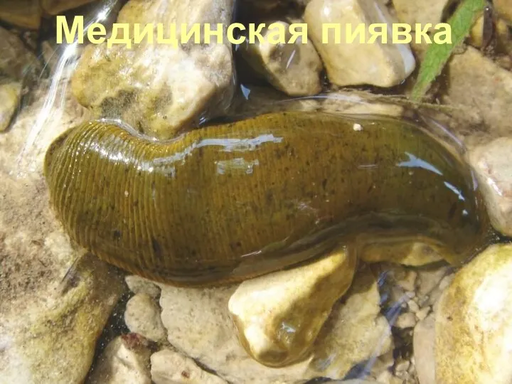 Медицинская пиявка