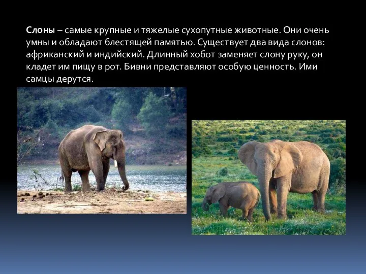 Слоны – самые крупные и тяжелые сухопутные животные. Они очень умны и