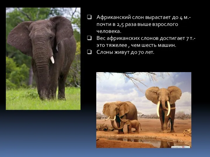 Африканский слон вырастает до 4 м.- почти в 2,5 раза выше взрослого