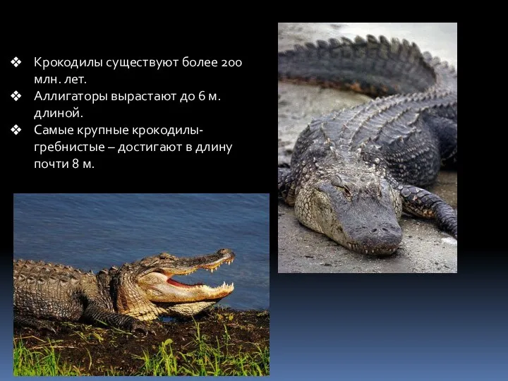 Крокодилы существуют более 200 млн. лет. Аллигаторы вырастают до 6 м. длиной.