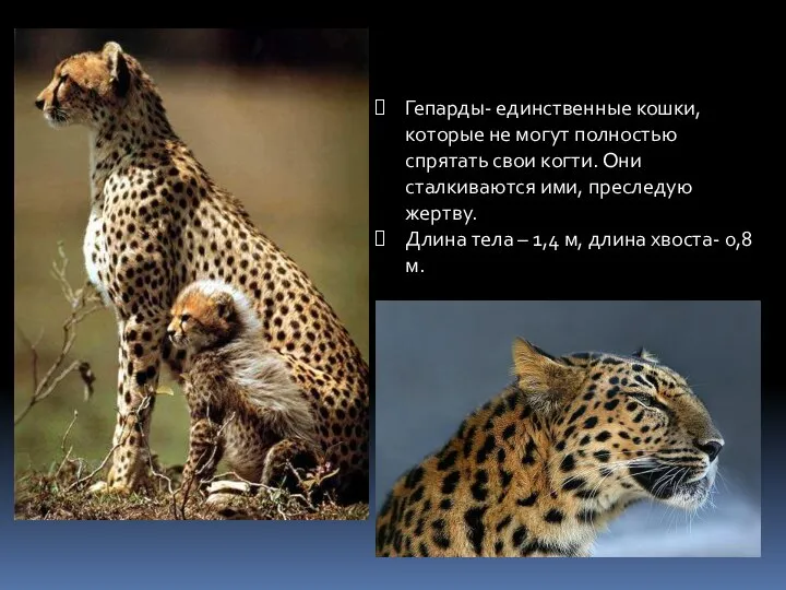 Гепарды- единственные кошки, которые не могут полностью спрятать свои когти. Они сталкиваются