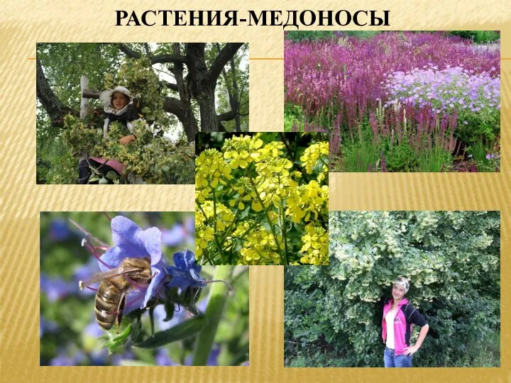 РАСТЕНИЯ-МЕДОНОСЫ