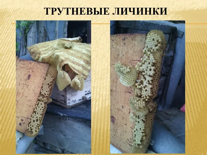 ТРУТНЕВЫЕ ЛИЧИНКИ