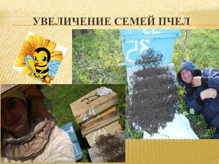 УВЕЛИЧЕНИЕ СЕМЕЙ ПЧЕЛ