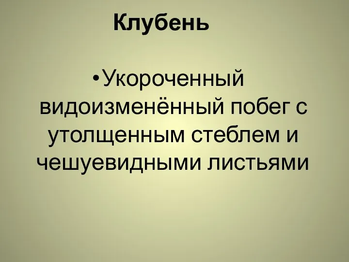 Клубень Укороченный видоизменённый побег с утолщенным стеблем и чешуевидными листьями