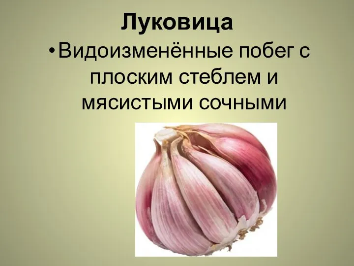 Луковица Видоизменённые побег с плоским стеблем и мясистыми сочными листьями