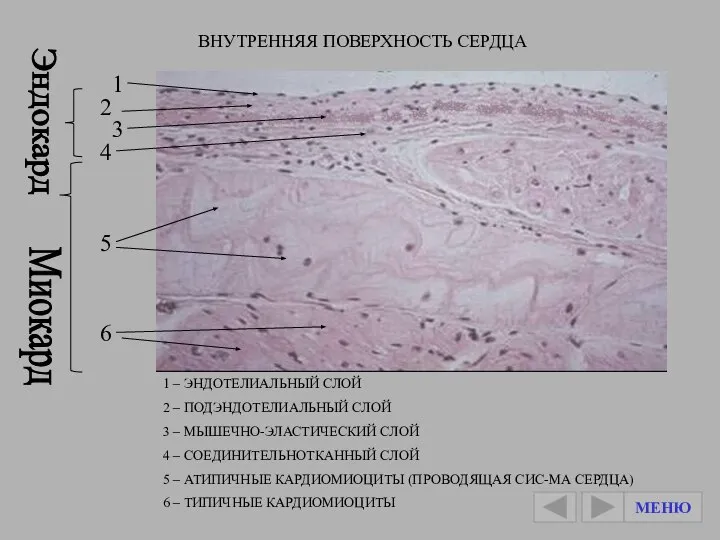 ВНУТРЕННЯЯ ПОВЕРХНОСТЬ СЕРДЦА МЕНЮ Миокард 1 2 3 4 Эндокард 5 6