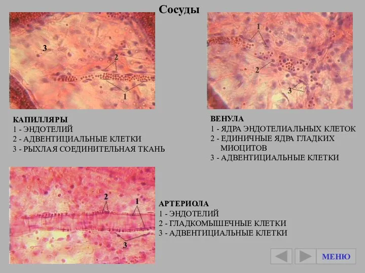 ВЕНУЛА 1 - ЯДРА ЭНДОТЕЛИАЛЬНЫХ КЛЕТОК 2 - ЕДИНИЧНЫЕ ЯДРА ГЛАДКИХ МИОЦИТОВ