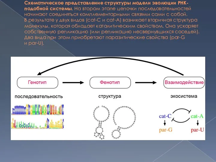 Схематическое представление структуры модели эволюции РНК-подобной системы. На втором этапе цепочки последовательностей