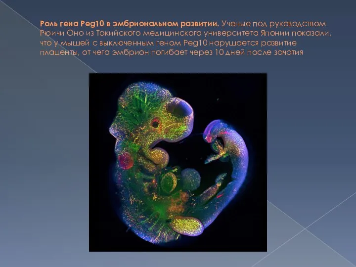 Роль гена Peg10 в эмбриональном развитии. Ученые под руководством Рюичи Оно из