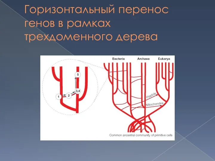 Горизонтальный перенос генов в рамках трехдоменного дерева