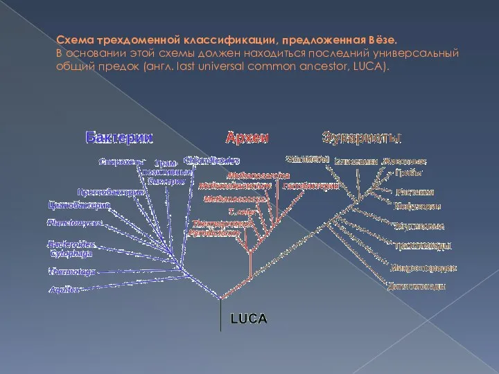 Схема трехдоменной классификации, предложенная Вёзе. В основании этой схемы должен находиться последний