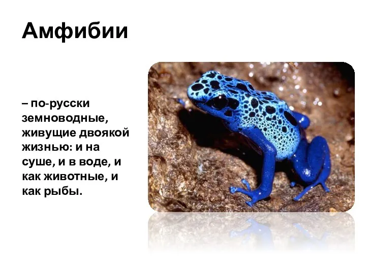 Амфибии – по-русски земноводные, живущие двоякой жизнью: и на суше, и в