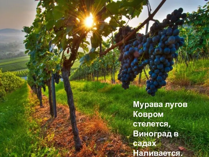 Мурава лугов Ковром стелется, Виноград в садах Наливается.