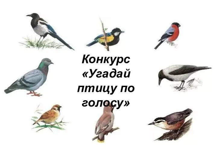 Конкурс «Угадай птицу по голосу»