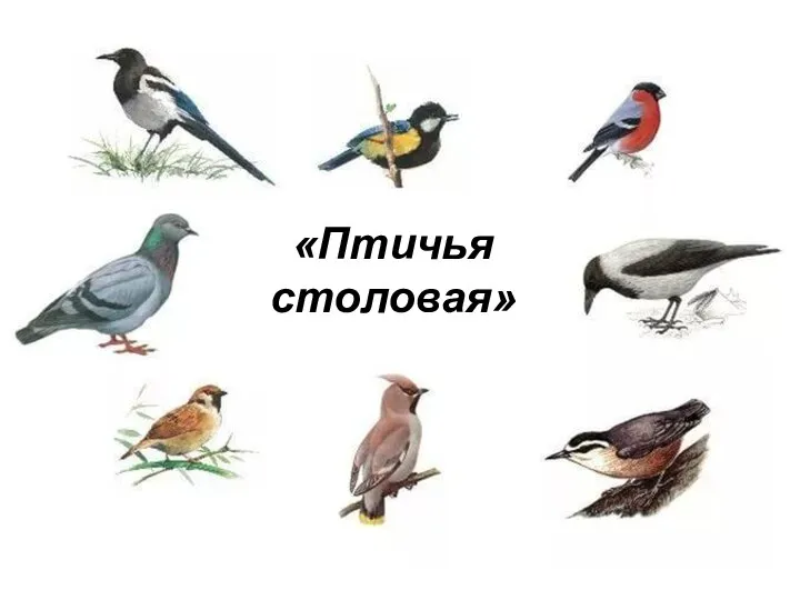 «Птичья столовая»