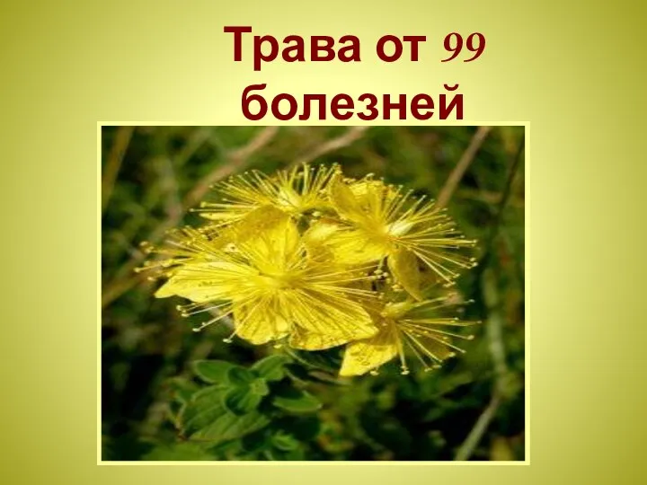 Трава от 99 болезней