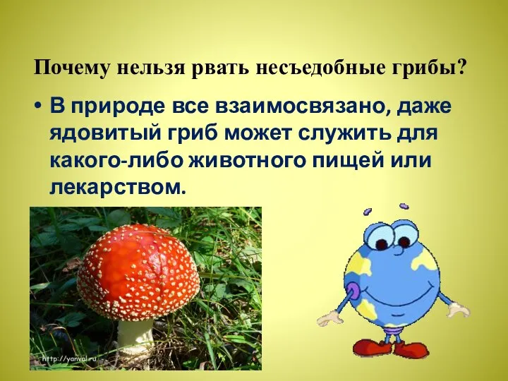 Почему нельзя рвать несъедобные грибы? В природе все взаимосвязано, даже ядовитый гриб