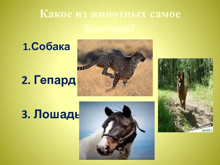 Какое из животных самое быстрое? 1.Собака 2. Гепард 3. Лошадь