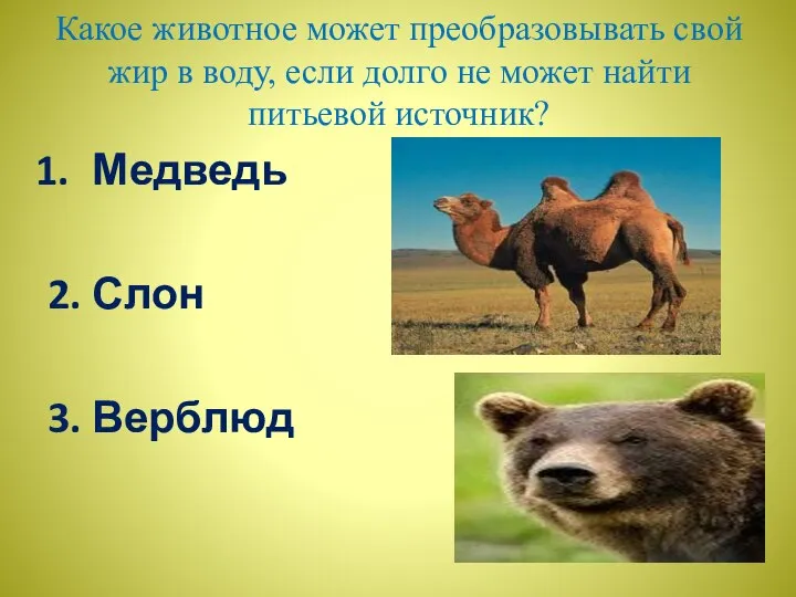 Какое животное может преобразовывать свой жир в воду, если долго не может