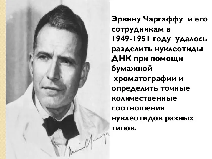 Эрвину Чаргаффу и его сотрудникам в 1949-1951 году удалось разделить нуклеотиды ДНК