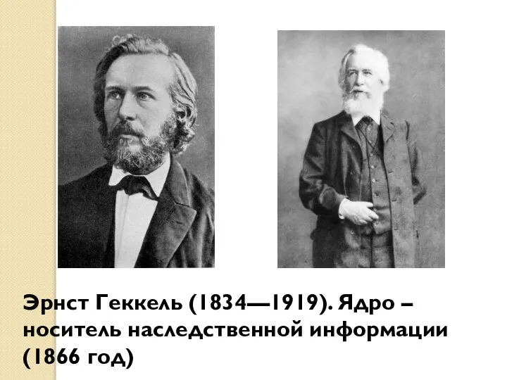 Эрнст Геккель (1834—1919). Ядро – носитель наследственной информации (1866 год)