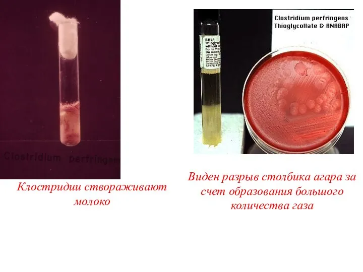 Клостридии створаживают молоко Виден разрыв столбика агара за счет образования большого количества газа