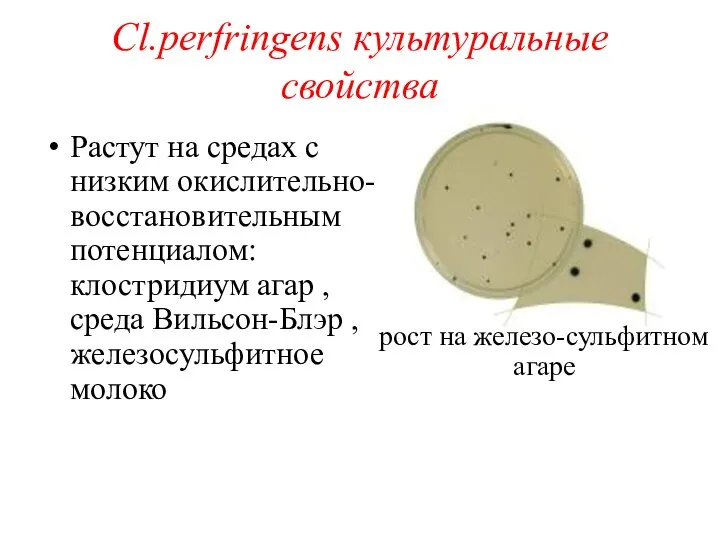 Растут на средах с низким окислительно-восстановительным потенциалом: клостридиум агар , среда Вильсон-Блэр