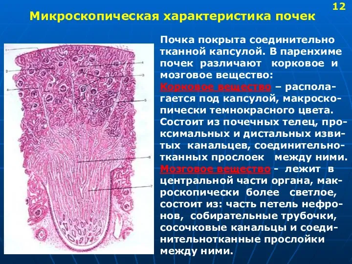 Микроскопическая характеристика почек Почка покрыта соединительно тканной капсулой. В паренхиме почек различают