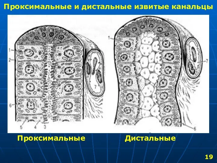 Проксимальные и дистальные извитые канальцы Проксимальные Дистальные 19