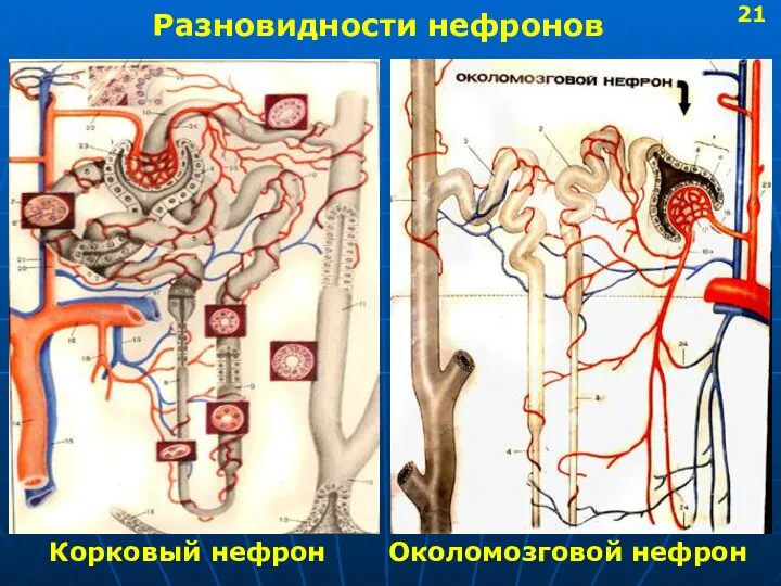 Разновидности нефронов Корковый нефрон Околомозговой нефрон 21