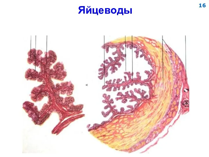 Яйцеводы 16