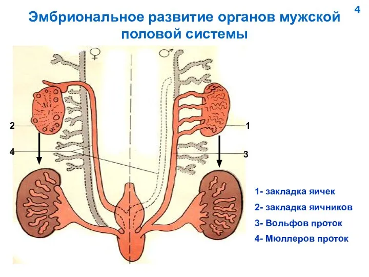 Эмбриональное развитие органов мужской половой системы 1 2 3 4 1- закладка