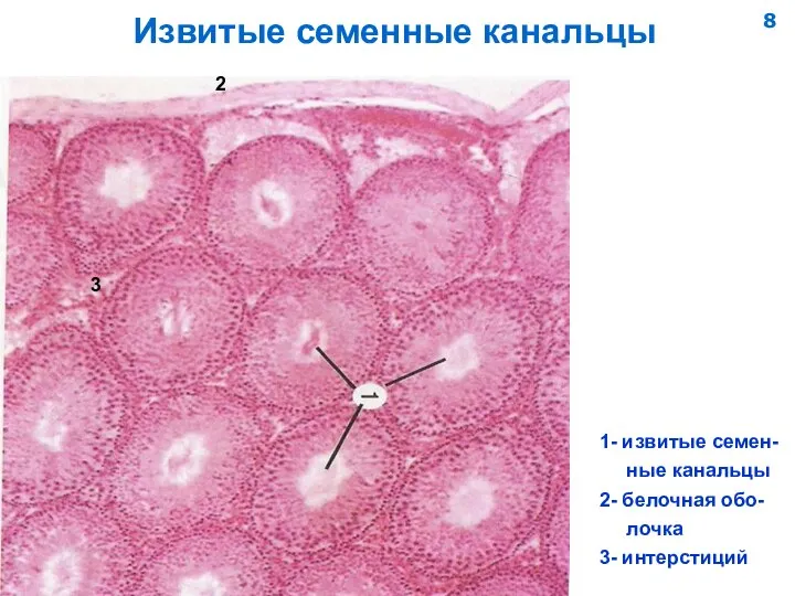 Извитые семенные канальцы 2 3 1- извитые семен- ные канальцы 2- белочная