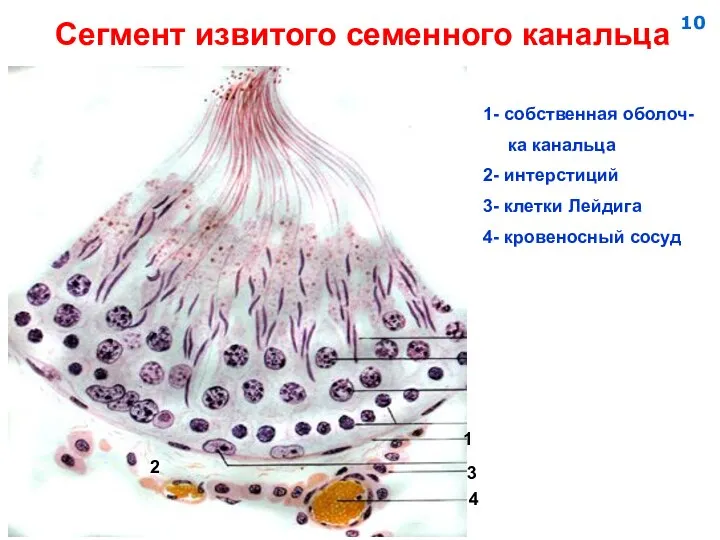 Сегмент извитого семенного канальца 1- собственная оболоч- ка канальца 2- интерстиций 3-