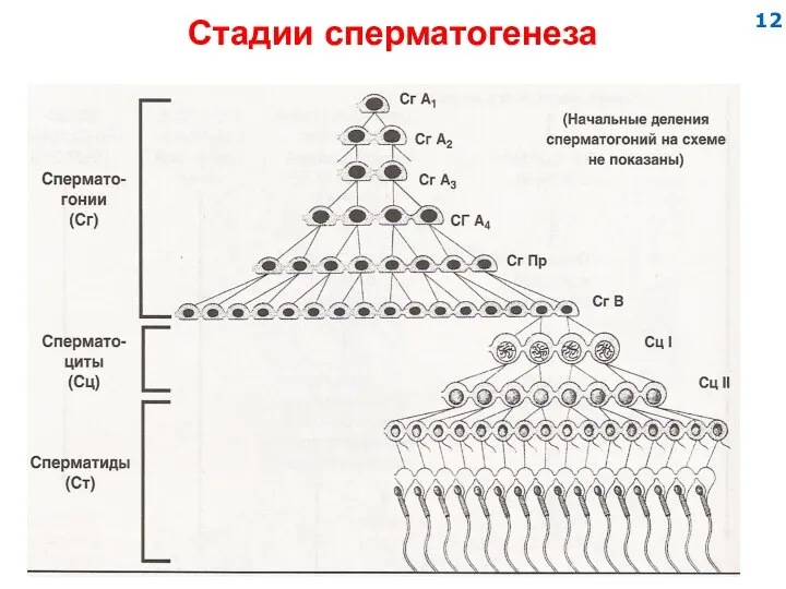 Стадии сперматогенеза 12