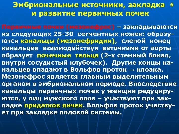 Эмбриональные источники, закладка и развитие первичных почек Первичные почки (мезонефрос) – закладываются